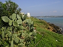 Augusta - fichi d'india